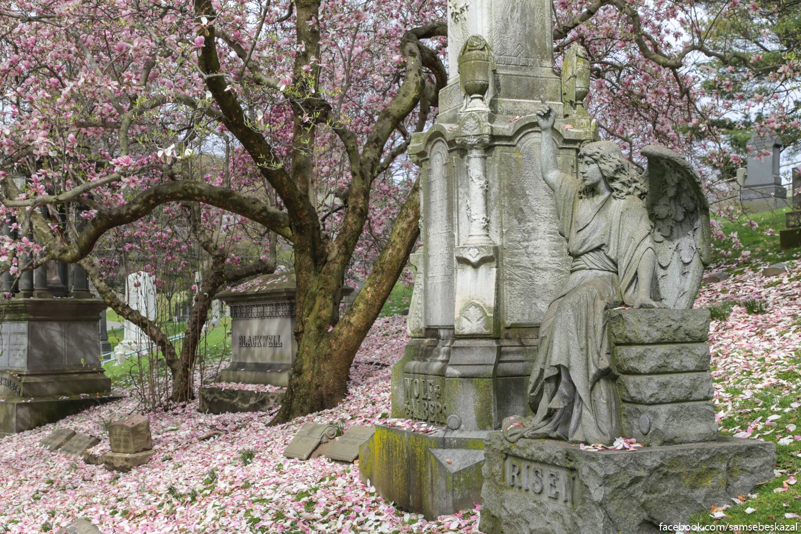 Весна на Гринвудском кладбище НьюЙорк, покажу, чтобы, после, устроен, красота, Гринвудском, посмотреть, кладбище, ньюйоркцы, видят, каким, таким, живет, современность, поведаю, будущем, истории, расскажу, туристических