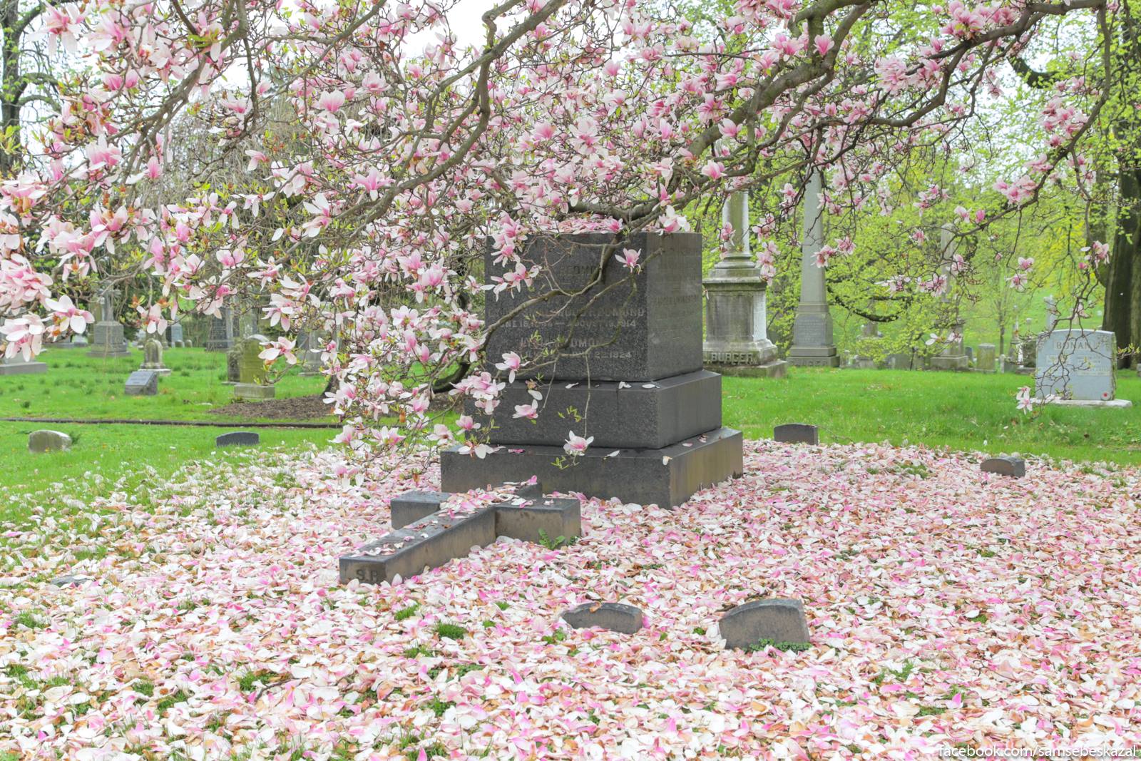 Весна на Гринвудском кладбище НьюЙорк, покажу, чтобы, после, устроен, красота, Гринвудском, посмотреть, кладбище, ньюйоркцы, видят, каким, таким, живет, современность, поведаю, будущем, истории, расскажу, туристических